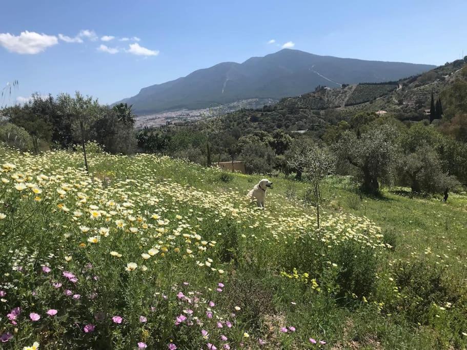 Penthouse Apartment, Cortijo Fruitful Hills Málaga Exterior foto